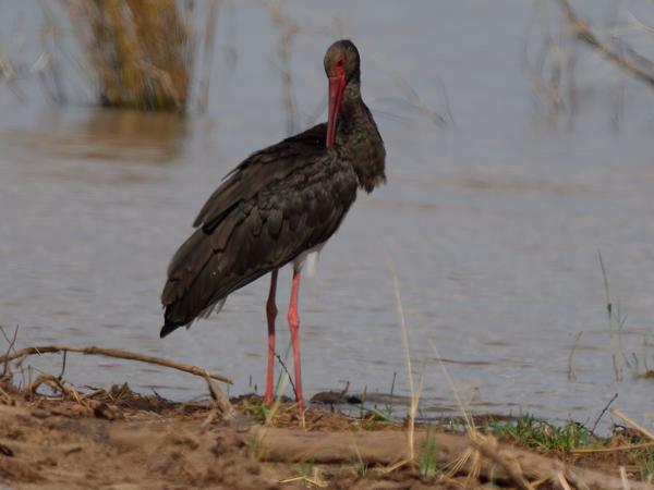 <h3><a href="/trips/tanzania/biota/animalia/chordata/aves/014 ciconiiformes/001 ciconiidae/ciconia nigra/ciconia nigra-nl.html">Ciconia&nbsp;nigra</a> / Black&nbsp;stork / Zwarte&nbsp;ooievaar</h3>OM-1 Mark II met OLYMPUS M.150-400mm F4.5 TC, 1/2000 sec  bij F5.6, ISO 250, afstand 65.5&nbsp;m